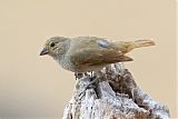 Barbados Bullfinch